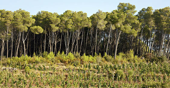 Vinyes de muntanya de Recaredo
