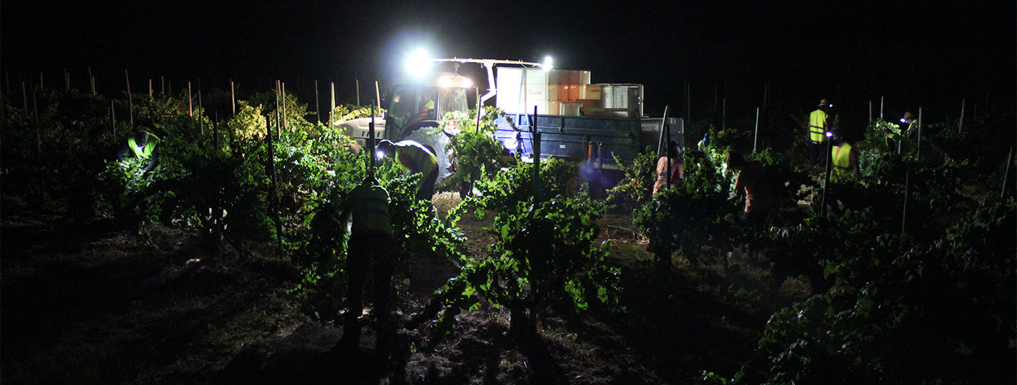 VEREMA NOCTURNA RECAREDO