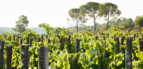 Vinyes biodinàmiques i de muntanya de Recaredo