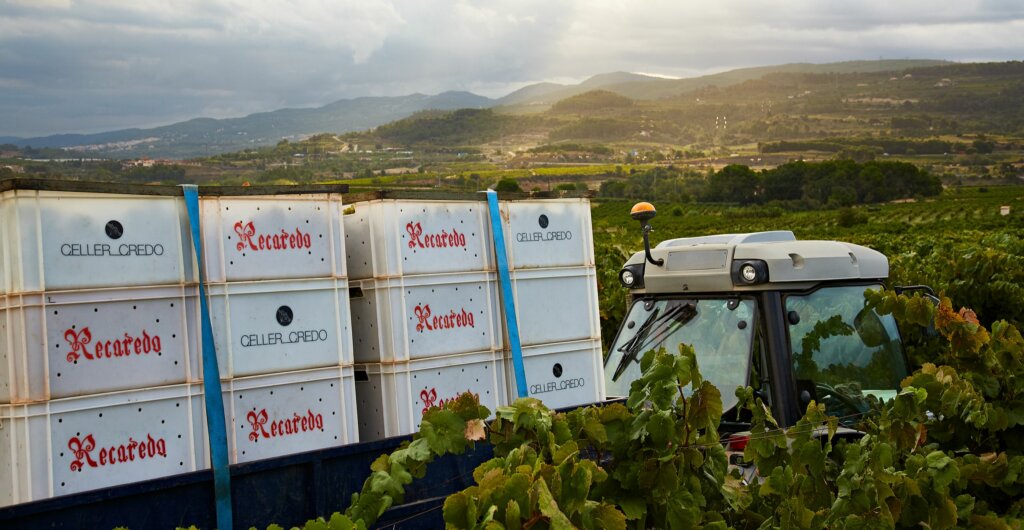 Vendimia manual y en cajas Recaredo