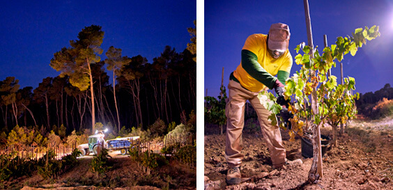 Verema nocturna 2023 a Recaredo