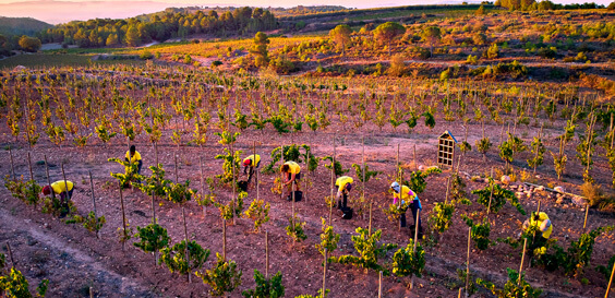 Quadern de verema 2023_Montpedrós_vinyes de muntanya Recaredo