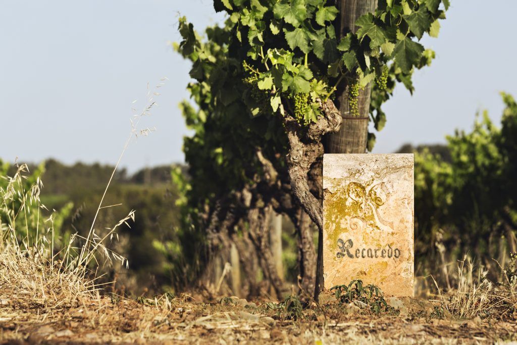 vinyes pròpies de Recaredo i varietats autòctones
