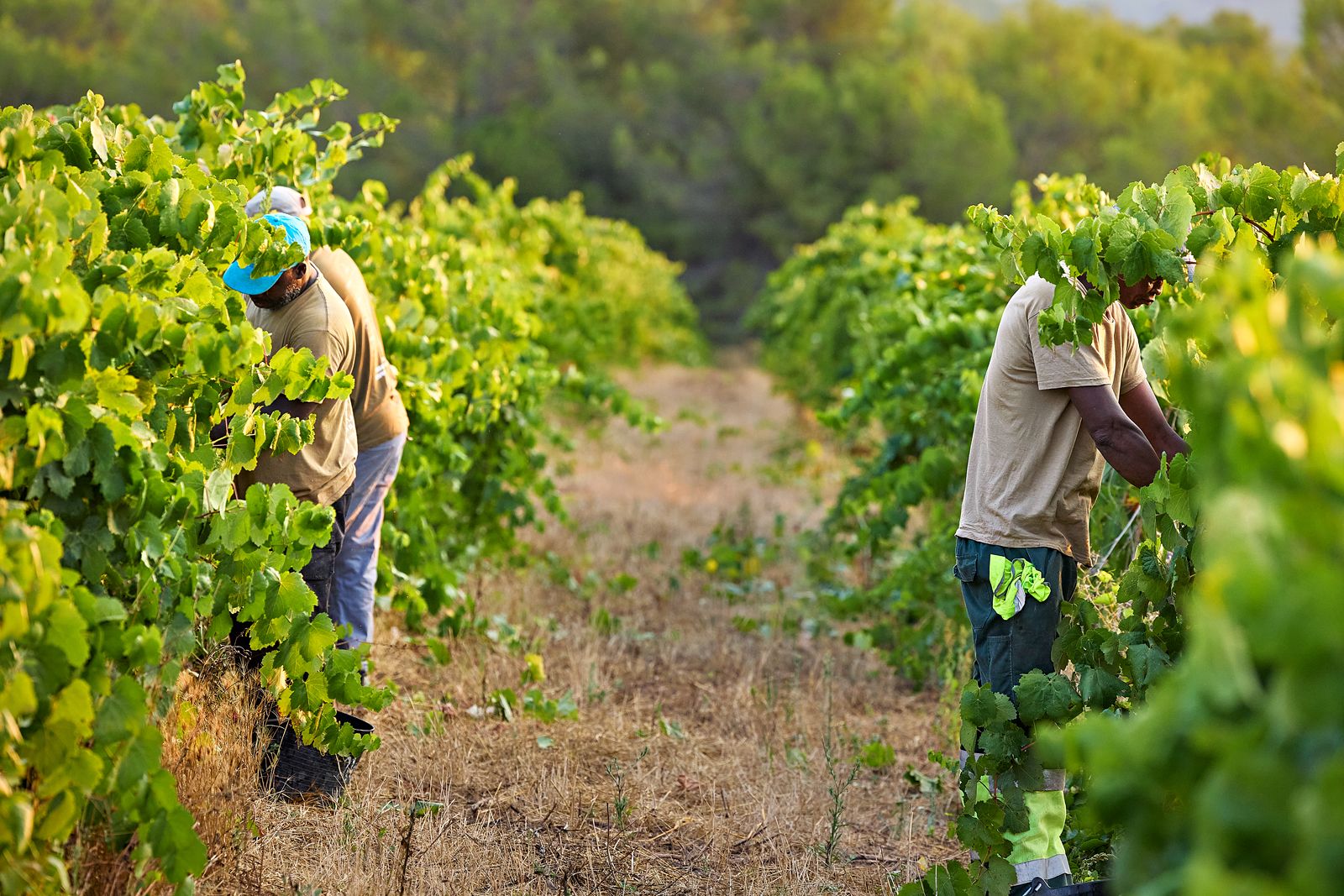 La verema al cor del Penedès: l’origen dels nostres Corpinnats